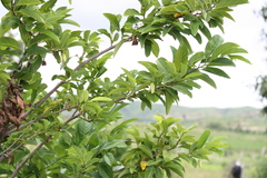 Annona squamosa